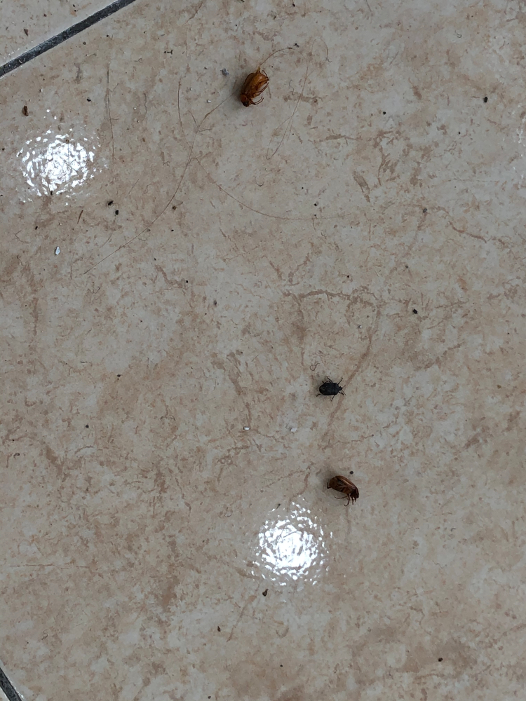 8E72D2B6-DA2F-4808-9946-24E05745F7D2