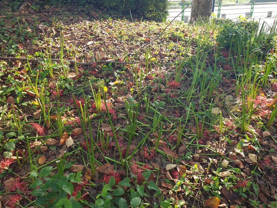 상사화가  잘리고 남은 줄기