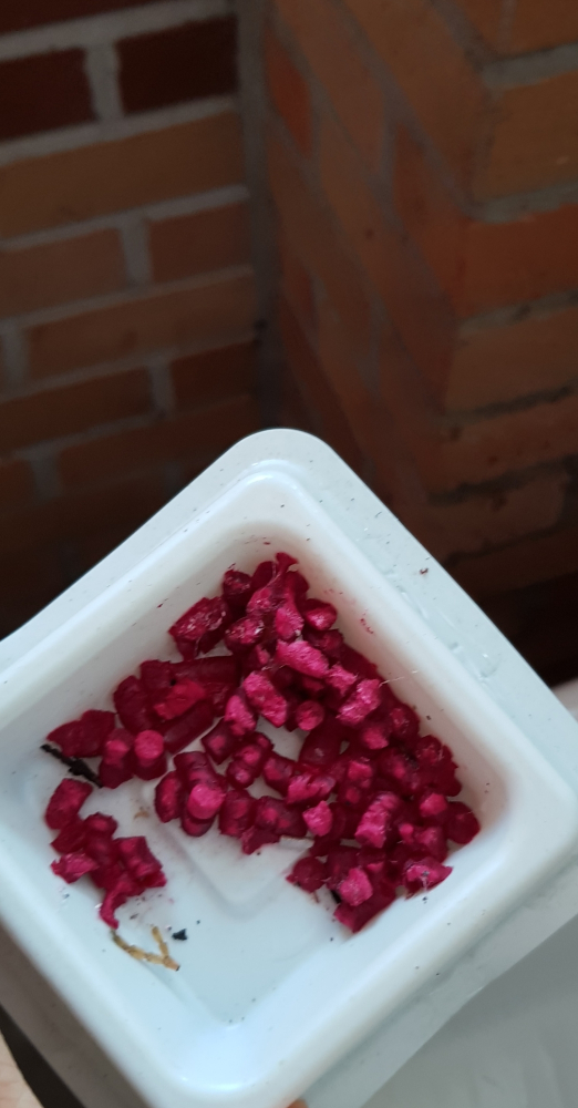 오투드란데쥐약2