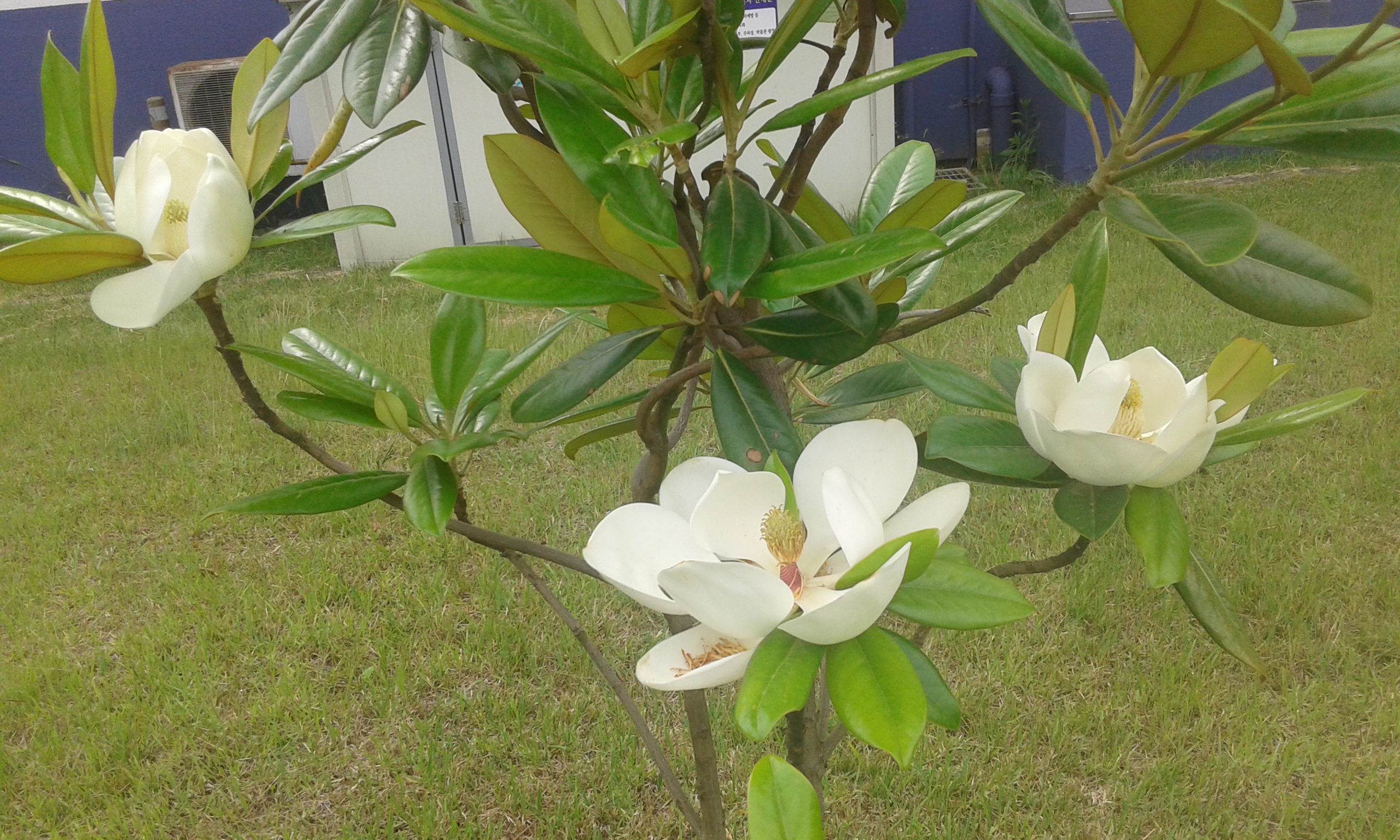 6월의 문학관의 꽃