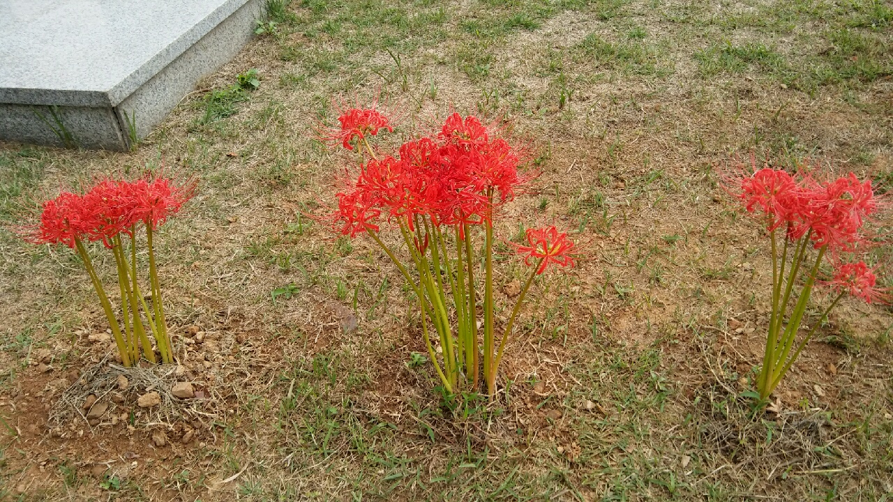 순간을 불태우고 가는 꽃이여