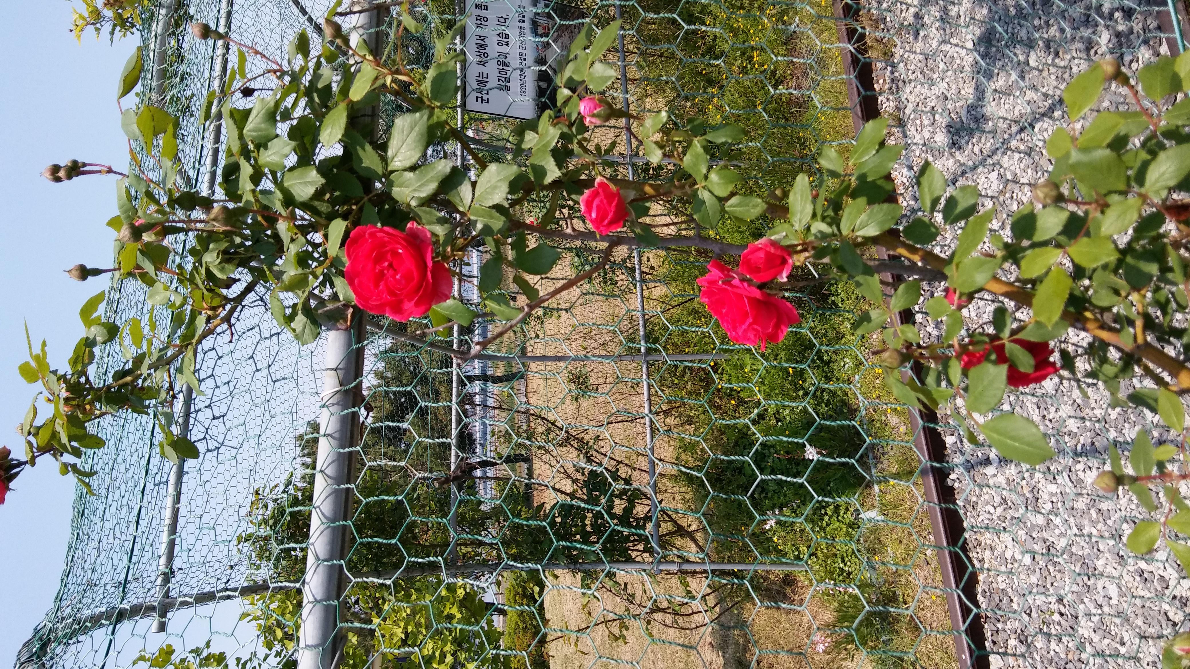 문학관 5월의 장미