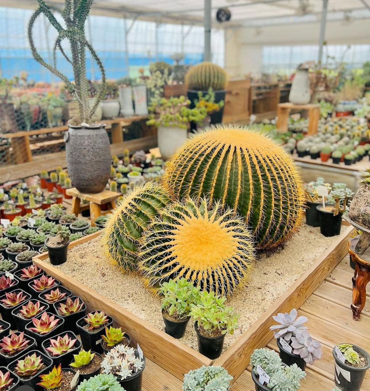 기쁨이네 다육농장